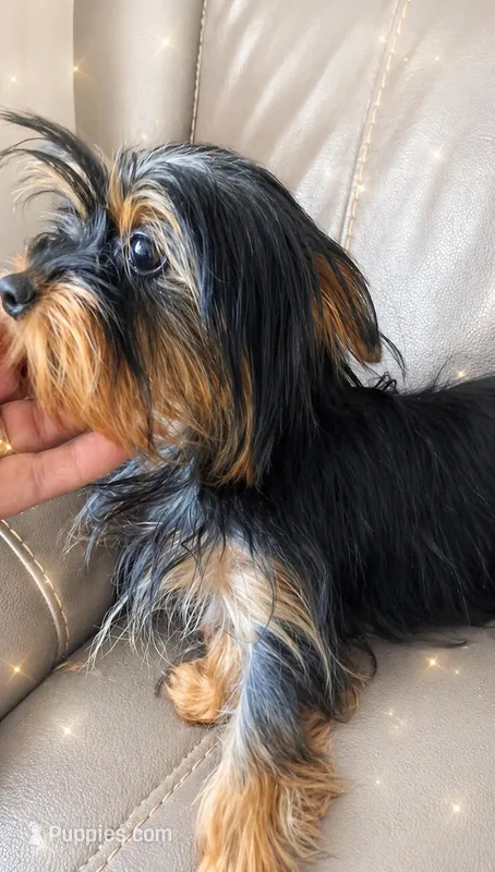 Teacup Robbie – Yorkshire Terrier puppy for sale in Tamarac, FL