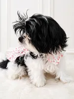 Bina, a female Maltese for sale in Tamarac, FL – 3 of 3