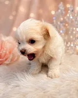 Dezy, a male Maltese for sale in Tamarac, FL – 2 of 7