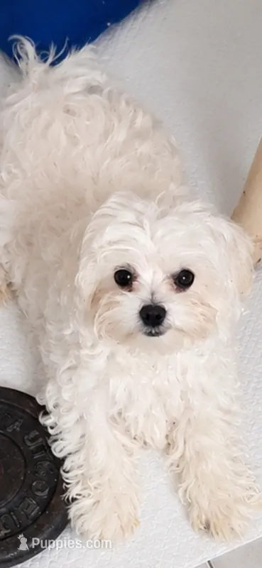 Gucci – Maltese, Biewer puppy for sale in Tamarac, FL