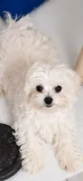 6 months  4.5 lbs, a male Maltese and Biewer for sale in Tamarac, FL – 2 of 2