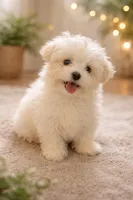 Midge, a female Maltipoo and Maltese for sale in Tamarac, FL – Photo 1 of 3