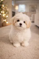 Midge, a female Maltipoo and Maltese for sale in Tamarac, FL – Photo 3 of 3