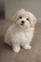 Midge, a female Maltipoo and Maltese for sale in Tamarac, FL – Photo 2 of 3