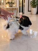 Bambi, a female Maltese and Biewer for sale in Tamarac, FL – 2 of 3