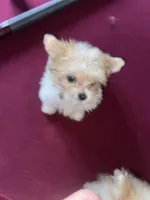 Teacup, a female Maltese and Yorkshire Terrier for sale in Tamarac, FL – Photo 5 of 7