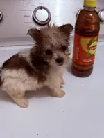 Teacup, a female Maltese and Yorkshire Terrier for sale in Tamarac, FL – Photo 2 of 7