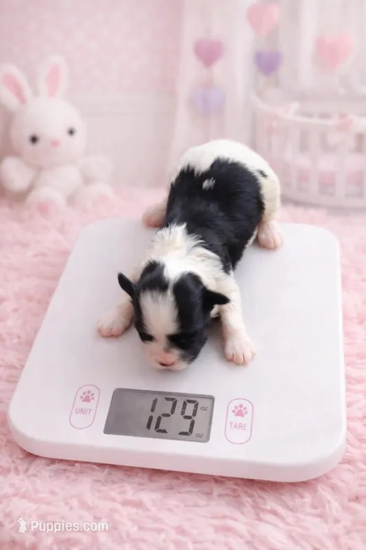 Bambi – Maltese, Biewer puppy for sale in Tamarac, FL