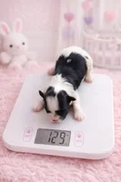 Bambi, a female Maltese and Biewer for sale in Tamarac, FL – Photo 2 of 2