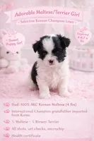 Bambi, a female Maltese and Biewer for sale in Tamarac, FL – Photo 1 of 2