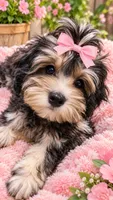 Tanya, a female Maltipoo for sale in Tamarac, FL – 2 of 2