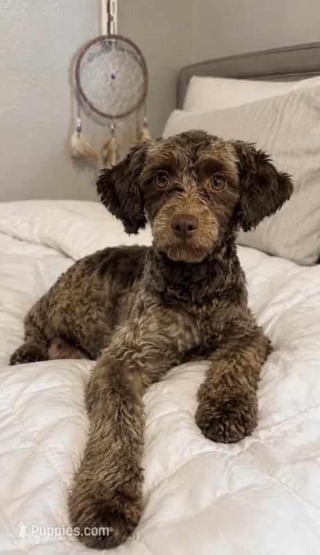 Kumi shihpoo girl – Shihpoo, Poodle - Miniature  puppy for sale in Tamarac, FL