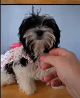Bindy, a female Biewer for sale in Tamarac, FL – 2 of 3