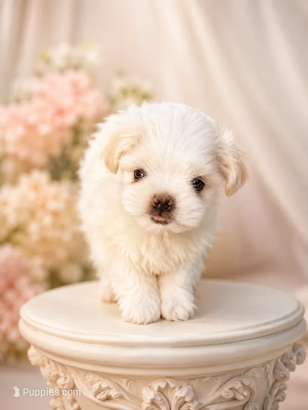 Korean boy – Maltese puppy for sale in Tamarac, FL