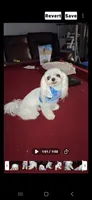 Pooh Bear, a male Yorkshire Terrier and Poodle - Toy  for sale in Tamarac, FL – 2 of 4