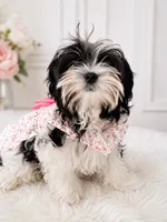Bina, a female Maltese for sale in Tamarac, FL – 2 of 3