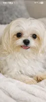 Gucci II, a male Maltese for sale in Tamarac, FL – Photo 2 of 3
