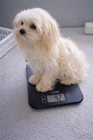 Gucci II, a male Maltese for sale in Tamarac, FL – Photo 1 of 3