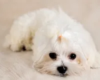 Whi, a male Maltese for sale in Tamarac, FL – 2 of 6