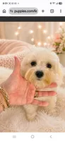 Maltipoo, a female Maltipoo for sale in Tamarac, FL – 2 of 2