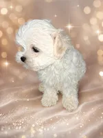 Beau, a male Maltese and Biewer for sale in Tamarac, FL – Photo 3 of 5