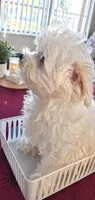 Beau, a male Maltese and Biewer for sale in Tamarac, FL – Photo 1 of 5