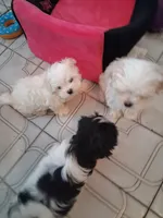 Beau, a male Maltese and Biewer for sale in Tamarac, FL – Photo 5 of 5