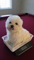 Beau, a male Maltese and Biewer for sale in Tamarac, FL – Photo 2 of 5