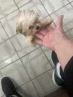 Micro Teacup  boy 2.3 lbs, a male Maltese and Yorkshire Terrier for sale in Tamarac, FL – Photo 4 of 8