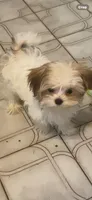 Micro Teacup  boy 2.3 lbs, a male Maltese and Yorkshire Terrier for sale in Tamarac, FL – Photo 5 of 8