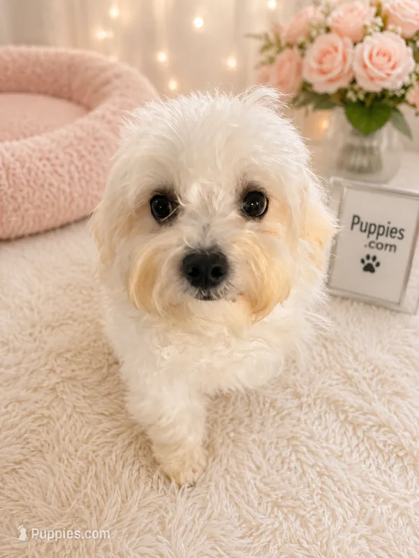 Gilu2 – Maltipoo puppy for sale in Tamarac, FL