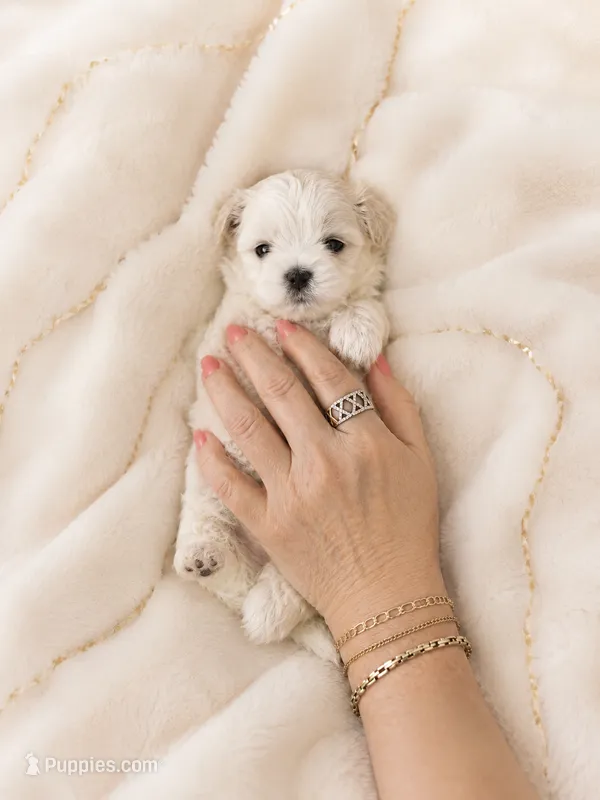 Korean boy – Maltese puppy for sale in Tamarac, FL