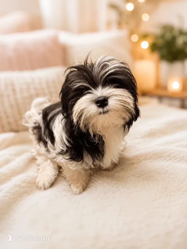 Bambi2 4 months 3.5 lbs – Maltese, Biewer puppy for sale in Tamarac, FL