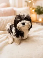 Bambi2 4 months 3.5 lbs, a female Maltese and Biewer for sale in Tamarac, FL – 1 of 1