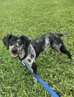 Bhima Merle Boy , a male Poodle - Toy  for sale in Tamarac, FL – 4 of 4