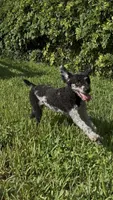 Merle male poodle 18lbs (ACTIVE BOY!), a male Poodle - Miniature  for sale in Tamarac, FL – 3 of 6