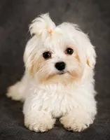 Whi, a male Maltese for sale in Tamarac, FL – 3 of 6