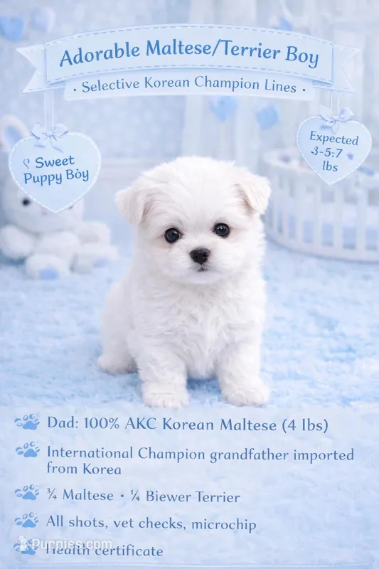 Beau – Maltese puppy for sale in Tamarac, FL