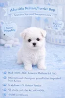 Beau, a male Maltese for sale in Tamarac, FL – Photo 1 of 2