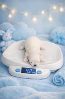 Beau, a male Maltese for sale in Tamarac, FL – Photo 2 of 2