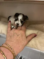 Teeny Tina, a female Maltese and Biewer for sale in Tamarac, FL – 4 of 5