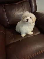 Jillian pup 1, a female Yorkipoo and Maltese for sale in Tamarac, FL – Photo 2 of 3