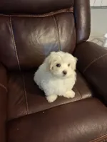 Jillian pup 1, a female Yorkipoo and Maltese for sale in Tamarac, FL – Photo 3 of 3