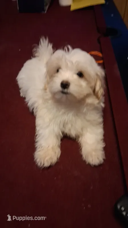 GILU – Maltese, Poodle - Toy  puppy for sale in Tamarac, FL