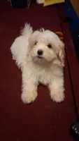GILU, a female Maltese and Poodle - Toy  for sale in Tamarac, FL – 1 of 5