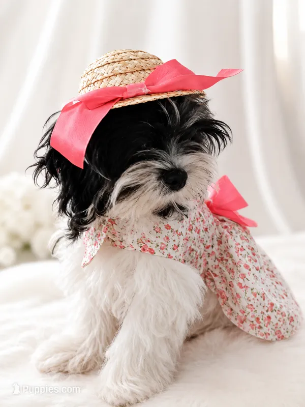Bina – Maltese puppy for sale in Tamarac, FL