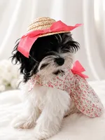 Bina, a female Maltese for sale in Tamarac, FL – 1 of 3