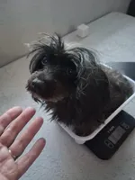 Jillian , a female Yorkipoo for sale in Tamarac, FL – Photo 2 of 5