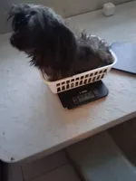 Jillian , a female Yorkipoo for sale in Tamarac, FL – Photo 3 of 5