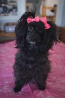 Jillian , a female Yorkipoo for sale in Tamarac, FL – Photo 4 of 5